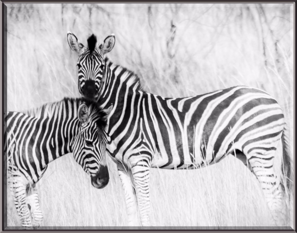 Game farm for sale in Groot Marico - 1RU1211960