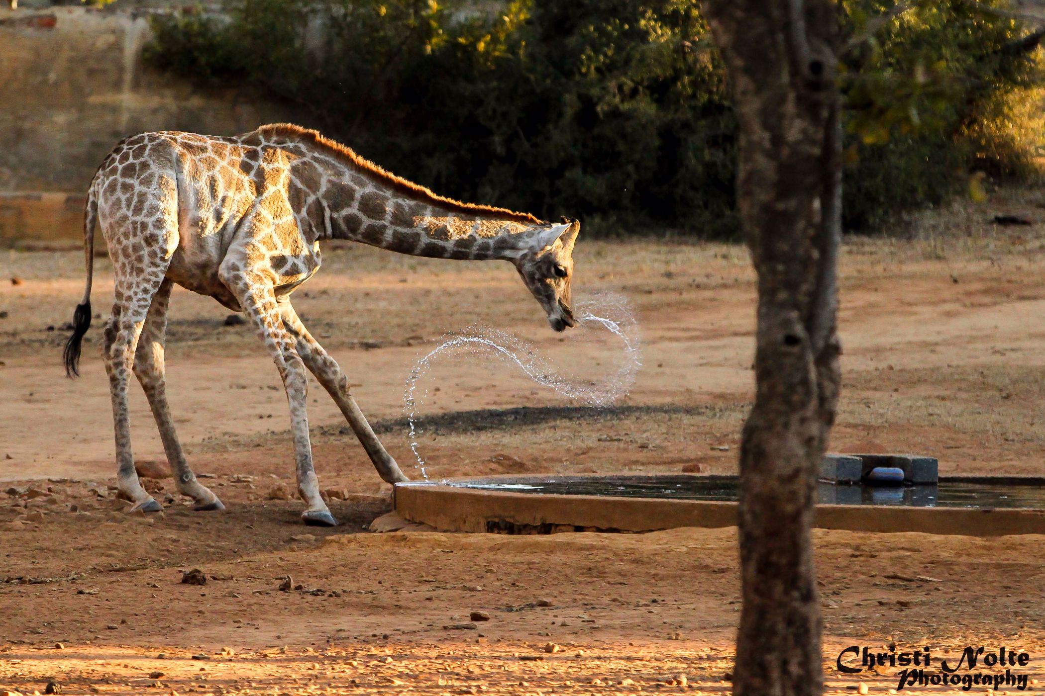 Game farm for sale in Groot Marico - 1RU1211960