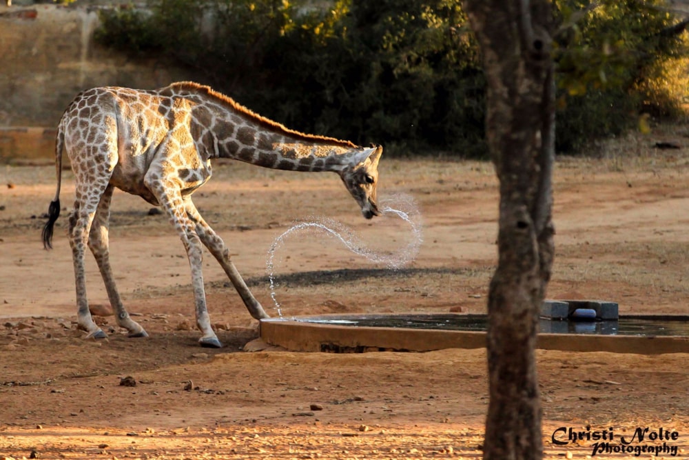 Game farm for sale in Groot Marico - 1RU1211960