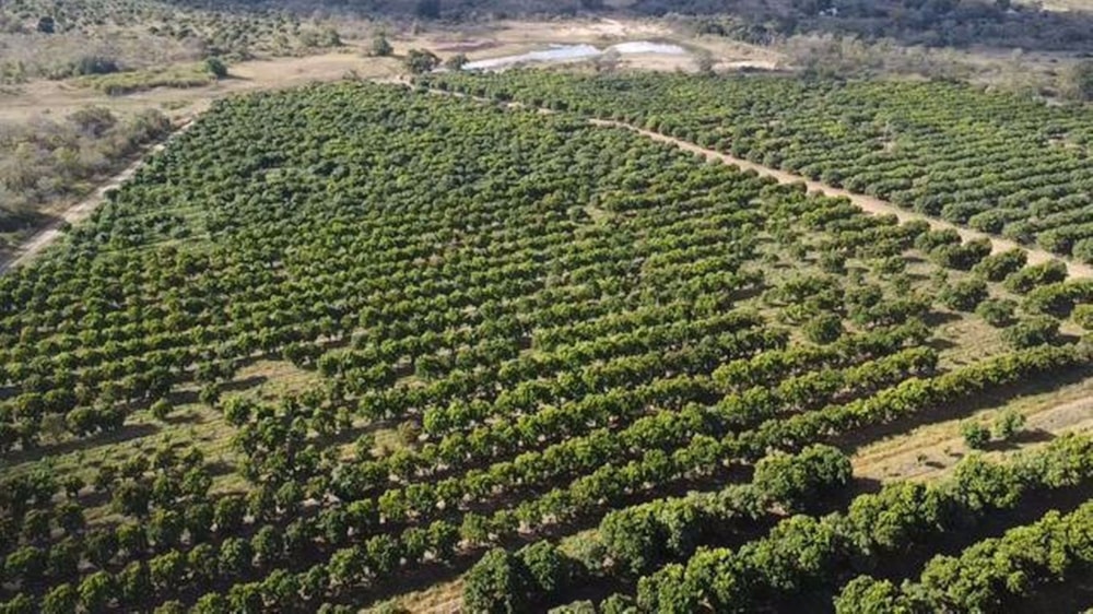 Mixed use farm sold in Tzaneen Rural - 1TA1577810 Mixed use farm sold in Tzaneen Rural - 1TA1577810