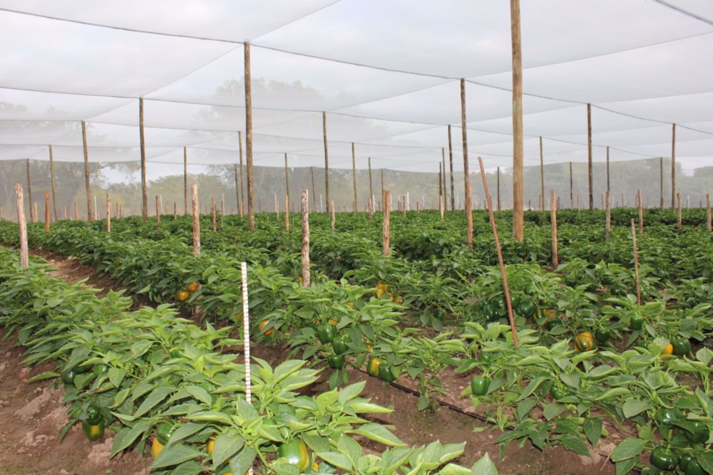 Mixed use farm sold in Tzaneen Rural - 1TA1577810 Mixed use farm sold in Tzaneen Rural - 1TA1577810