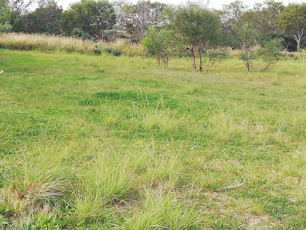 Residential vacant land for sale in Jeffreys Bay - 1JF1577785