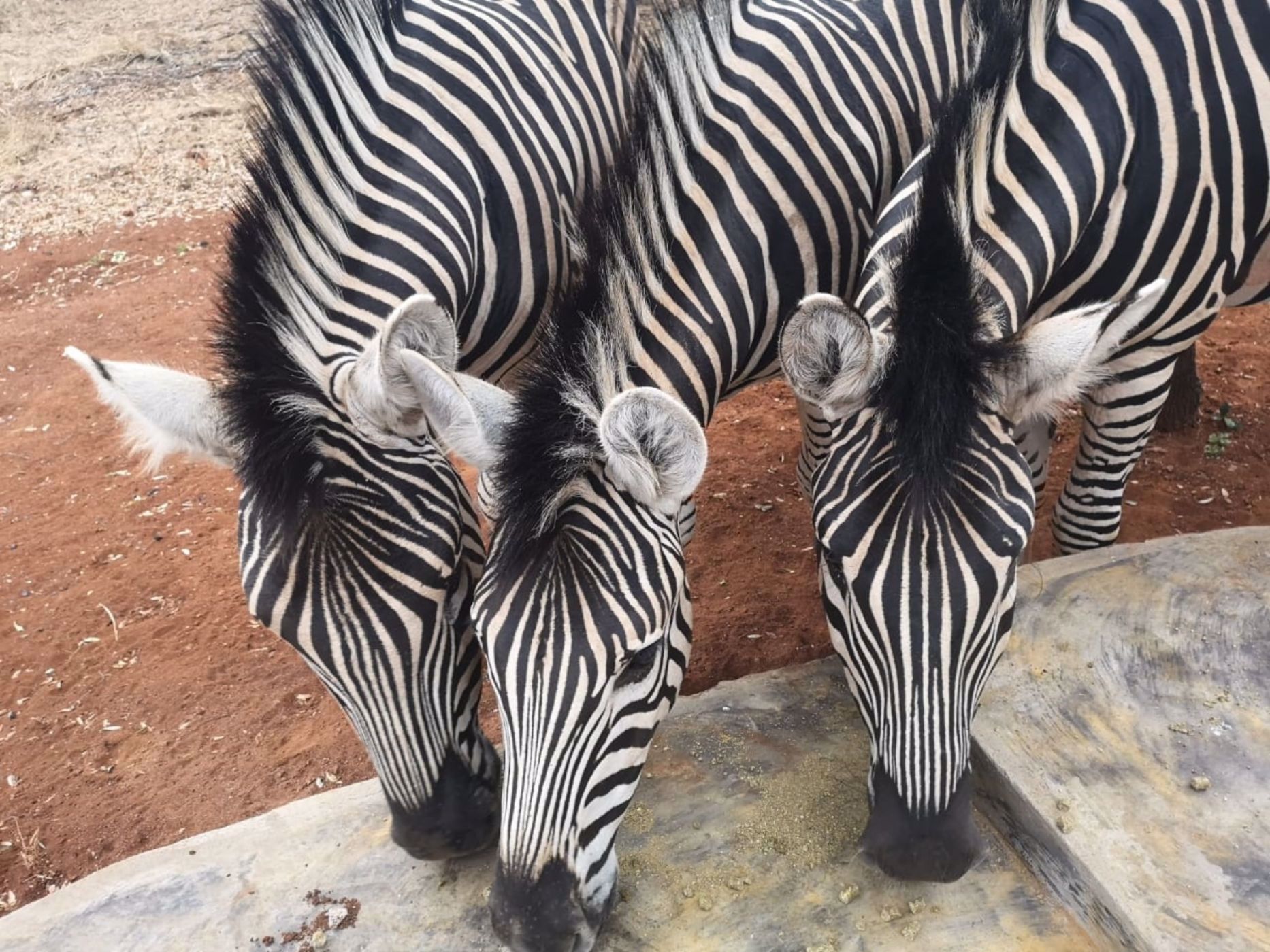 House to rent in Marloth Park - 1NK1579584