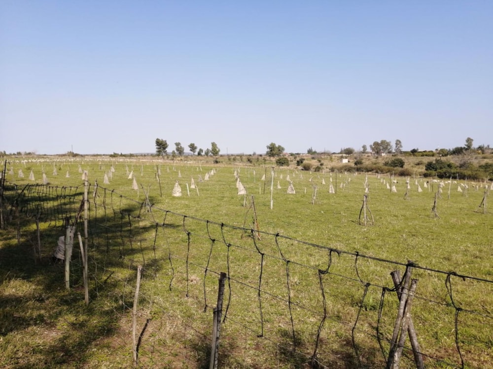 Livestock farm for sale in Boane, Mozambique - 3MQ1580918
