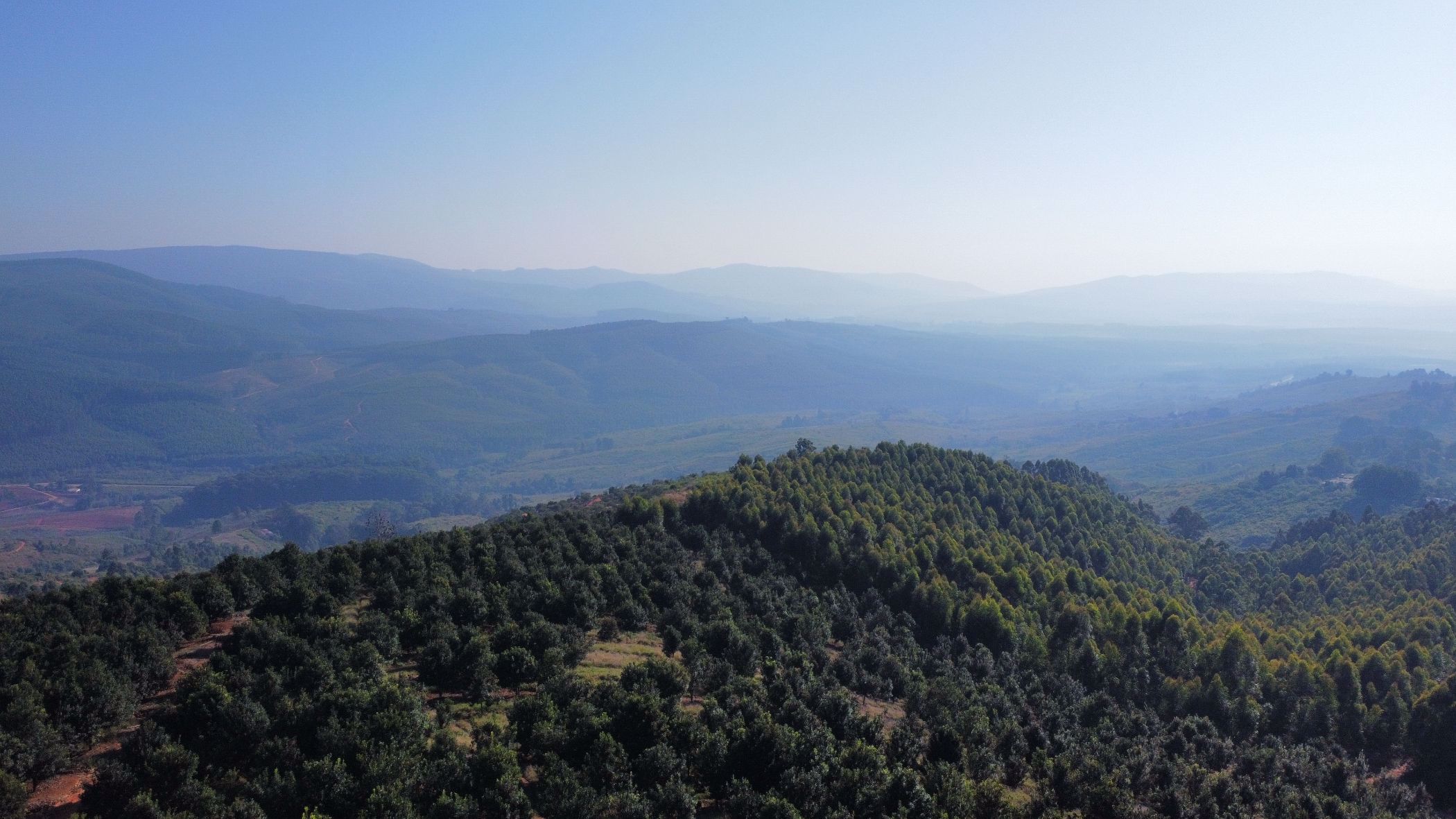 Plantation for sale in Magoebaskloof - 1TA1580603