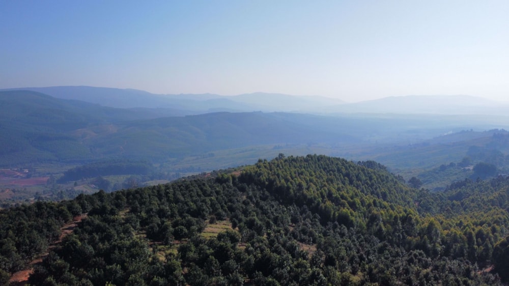 Plantation for sale in Magoebaskloof - 1TA1580603