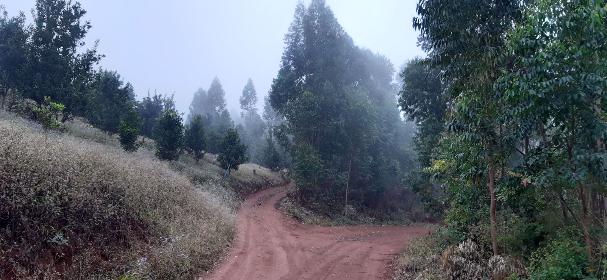 Plantation for sale in Magoebaskloof - 1TA1580603