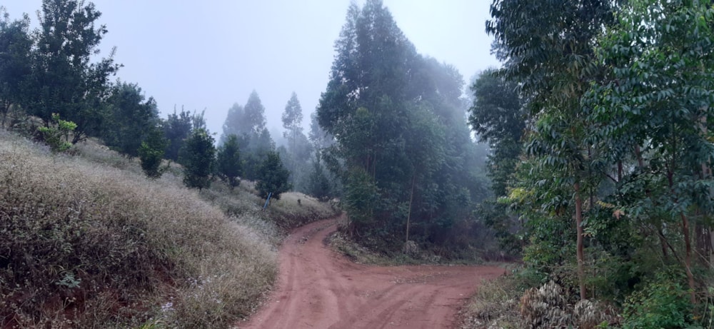 Plantation for sale in Magoebaskloof - 1TA1580603