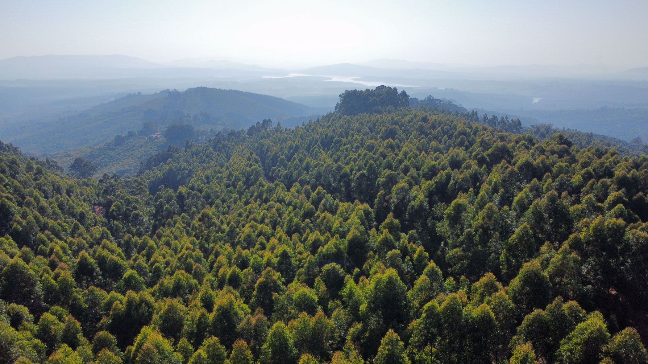 Plantation for sale in Magoebaskloof - 1TA1580603