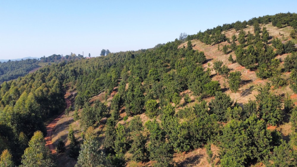 Plantation for sale in Magoebaskloof - 1TA1580603