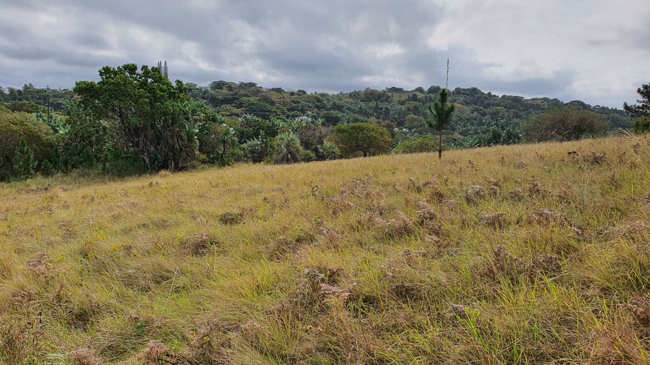 Residential vacant land for sale in Palm Beach - 1PD1581041