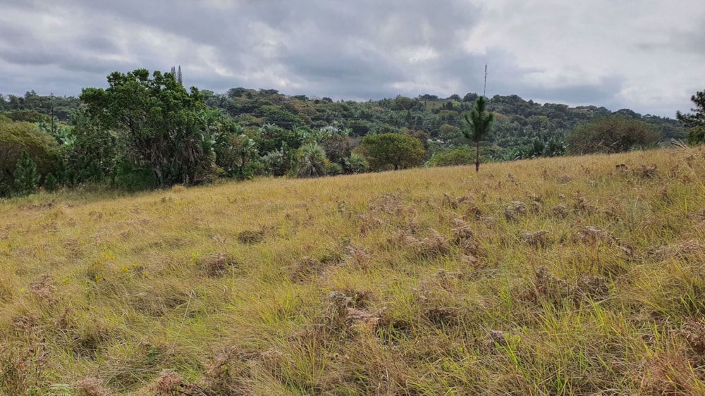 Residential vacant land for sale in Palm Beach - 1PD1581041 Residential vacant land for sale in Palm Beach - 1PD1581041