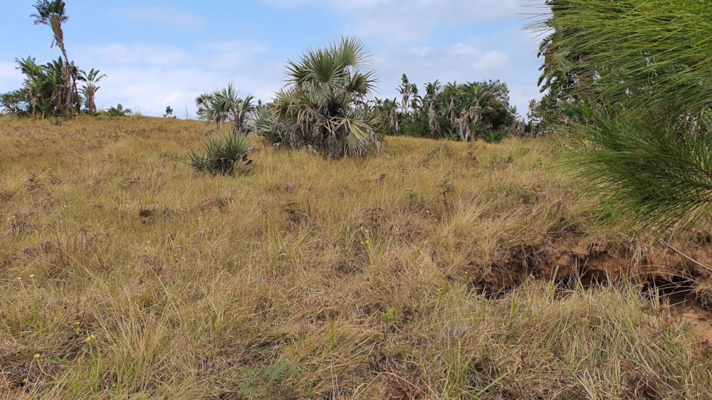 Residential vacant land for sale in Palm Beach - 1PD1581041 Residential vacant land for sale in Palm Beach - 1PD1581041