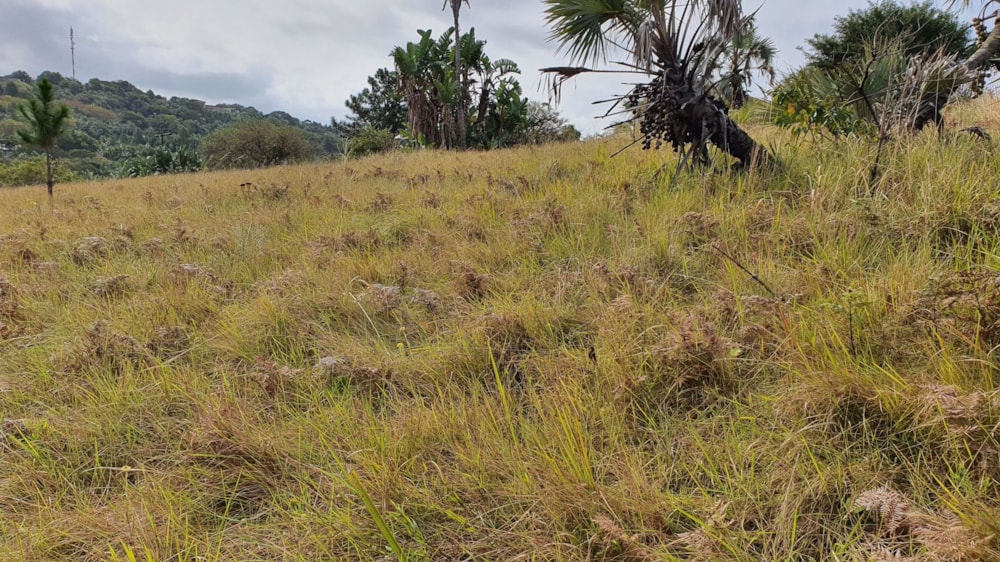 Residential vacant land for sale in Palm Beach - 1PD1581041 Residential vacant land for sale in Palm Beach - 1PD1581041