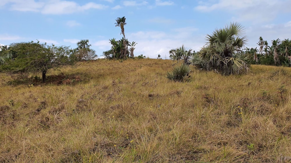 Residential vacant land for sale in Palm Beach - 1PD1581041 Residential vacant land for sale in Palm Beach - 1PD1581041