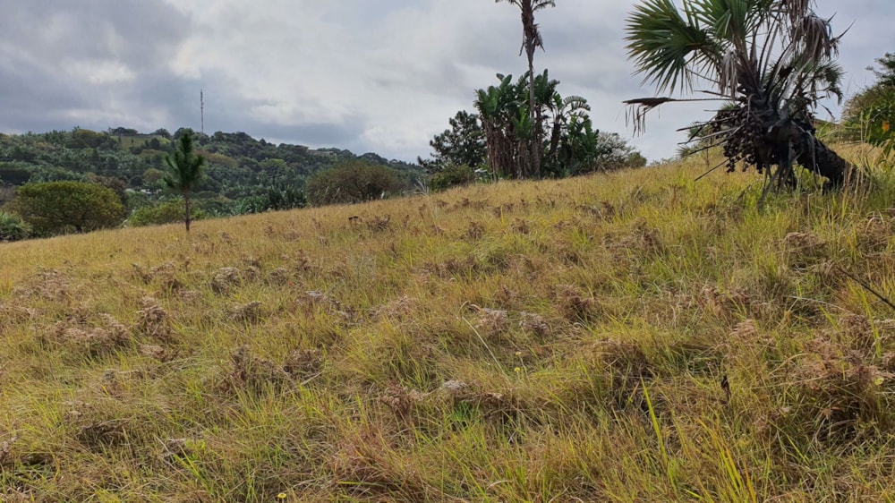 Residential vacant land for sale in Palm Beach - 1PD1581041 Residential vacant land for sale in Palm Beach - 1PD1581041