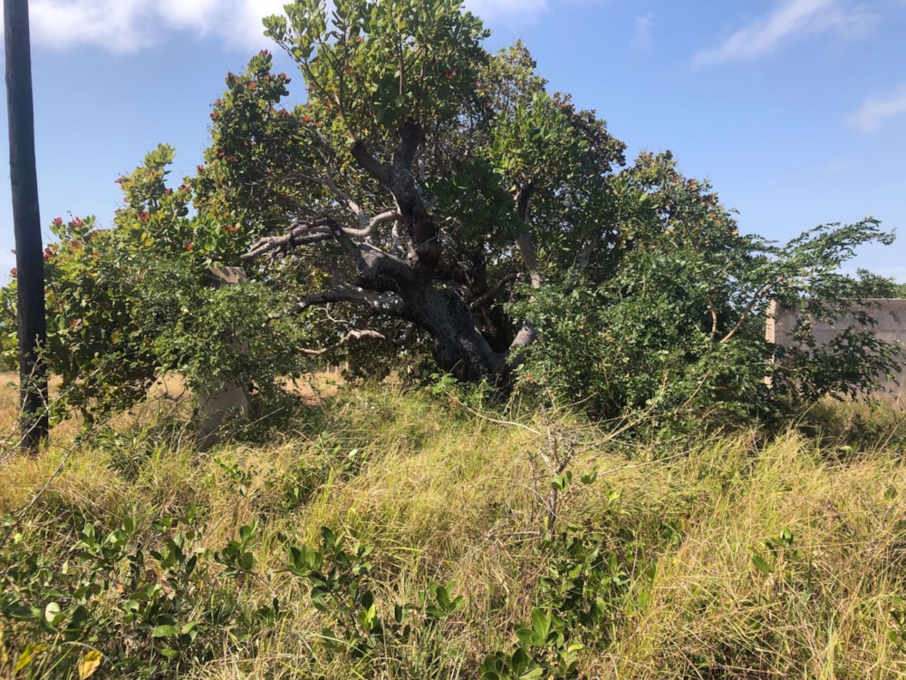 Vacant land for investment in Vilanculos, Mozambique - 3MQ1581126