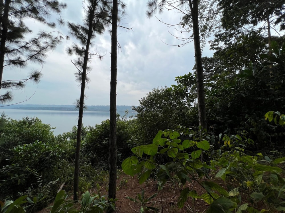 Vacant land for sale in Kalangala Island, Uganda - 3UG1582880 Vacant land for sale in Kalangala Island, Uganda - 3UG1582880