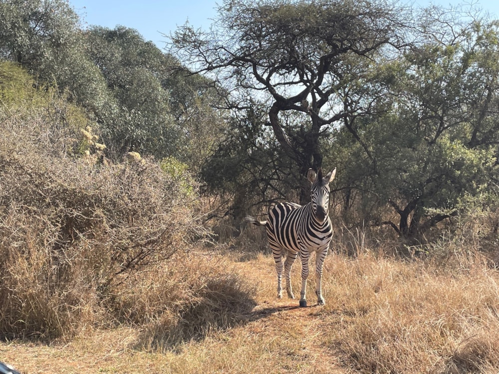 Vacant land for sale in Barberton - 1NK1582531