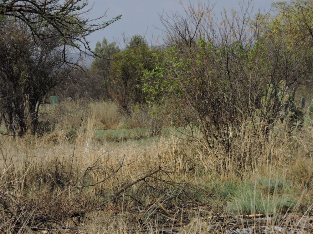 Residential vacant land for sale in Swartruggens - 1RU1583085