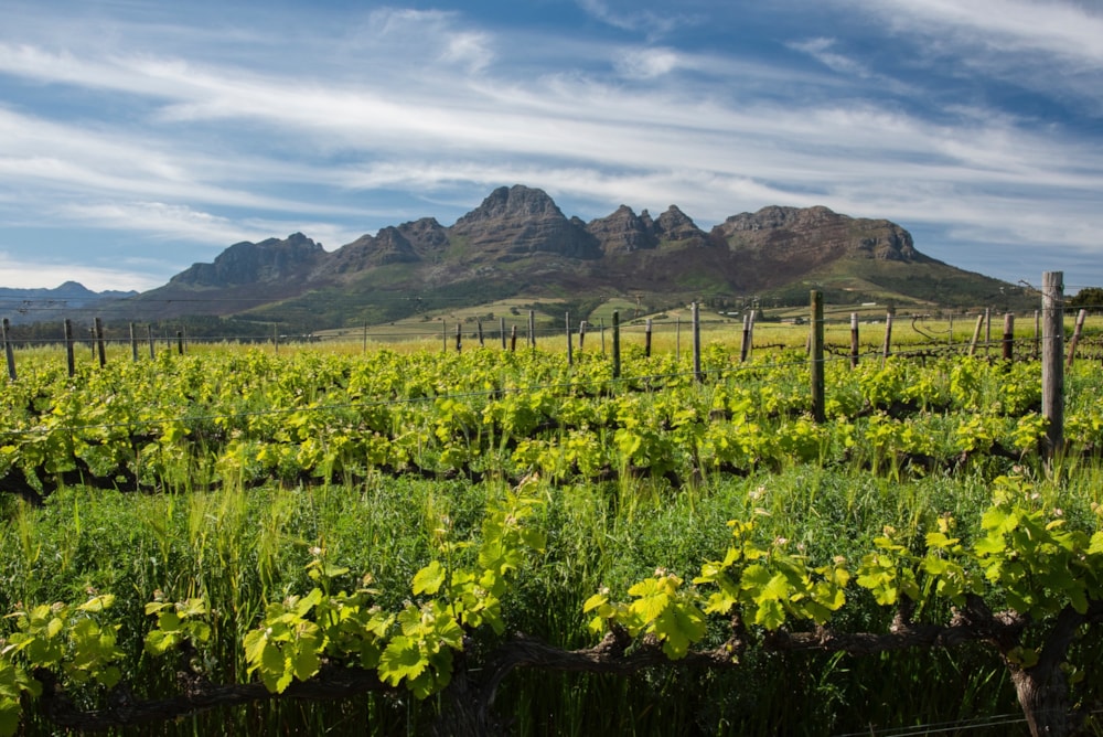 Lifestyle property sold in Stellenbosch Farms - ST1625482 Lifestyle property sold in Stellenbosch Farms - ST1625482