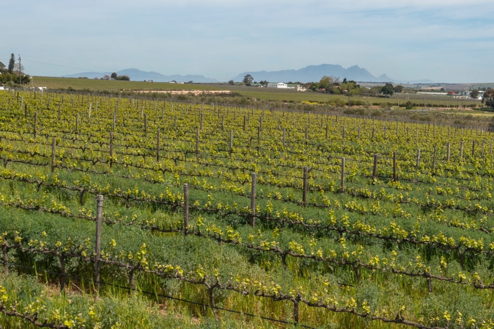 Lifestyle property sold in Stellenbosch Farms - ST1625482 Lifestyle property sold in Stellenbosch Farms - ST1625482