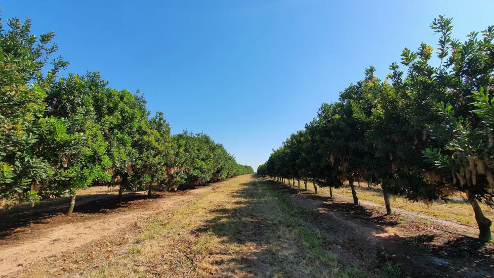 Mixed use farm for sale in Hoedspruit - 1HS1584916
