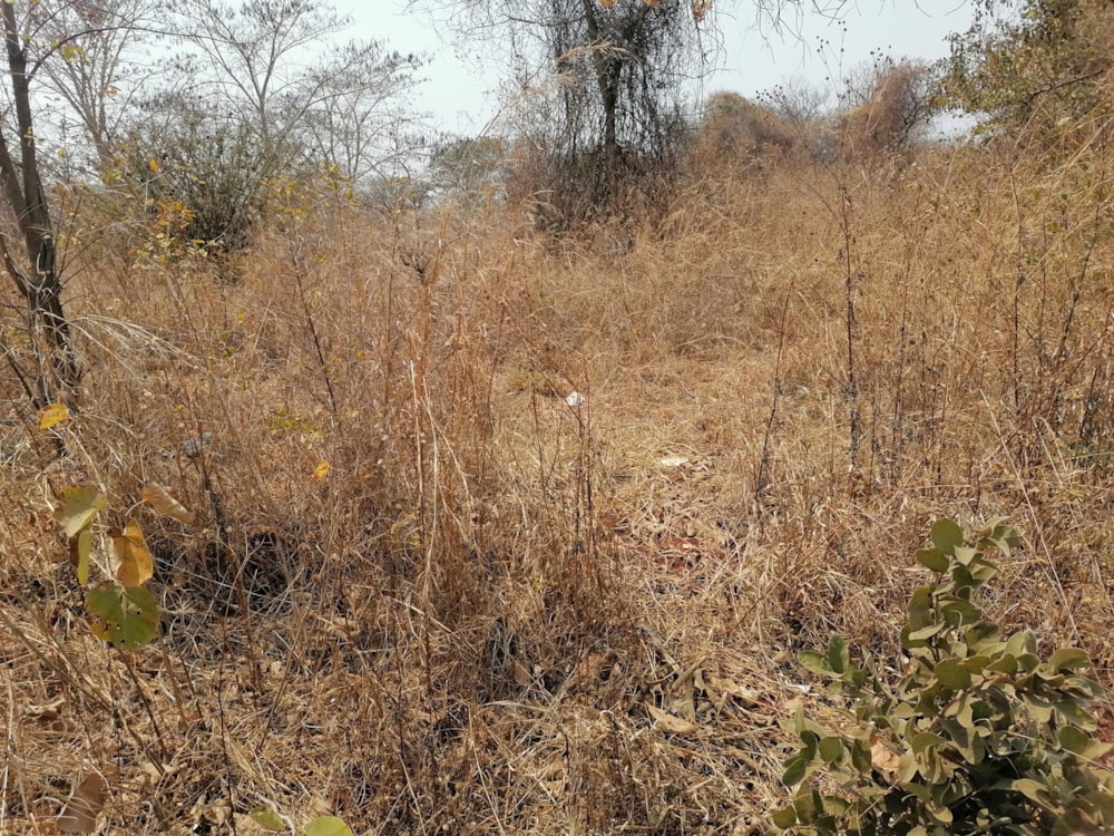 Residential vacant land for sale in Leopards Hill, Zambia - 3ZA1589224