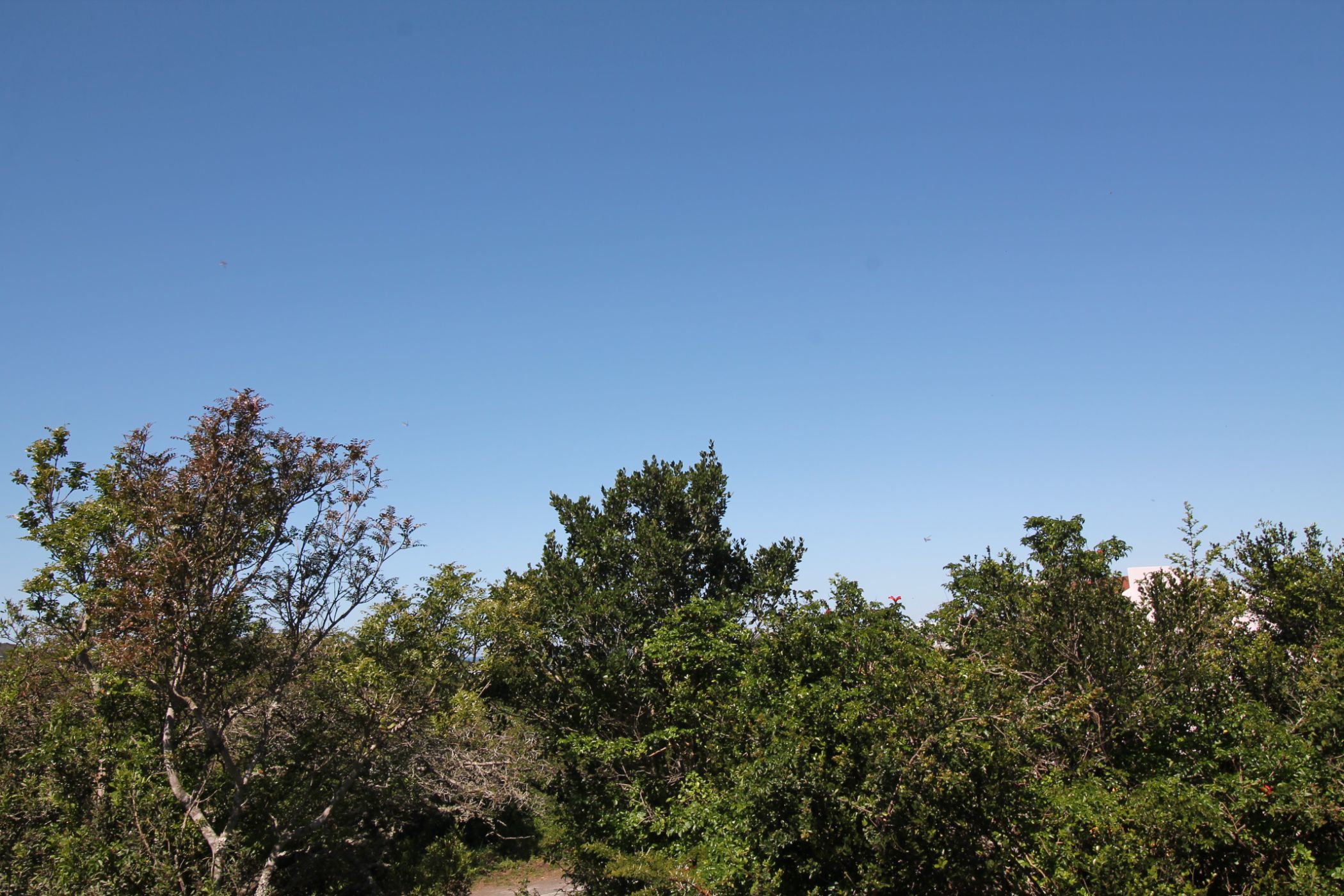 Residential vacant land for sale in Seafield, Kleinemonde - 1PF1588222