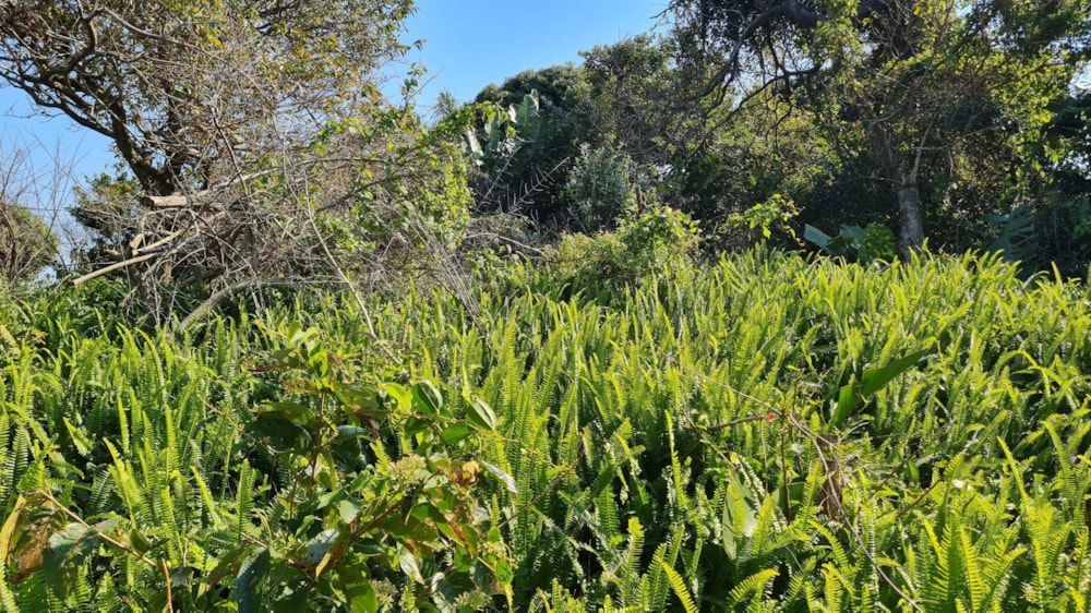 Residential vacant land for sale in Trafalgar - 1PD1034338 Residential vacant land for sale in Trafalgar - 1PD1034338