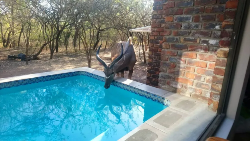 House to rent in Marloth Park - 1NK1657096 House to rent in Marloth Park - 1NK1657096
