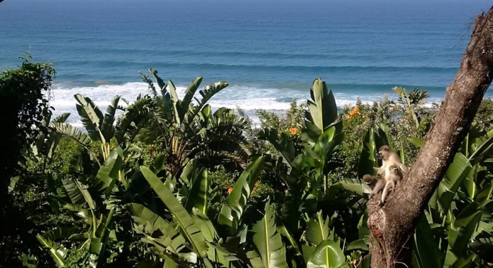 Residential vacant land for sale in Trafalgar - 1PD1587090