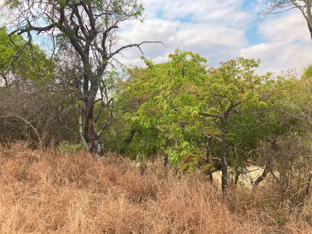 Vacant land for sale in Moditlo Nature Reserve - 1HS1639206