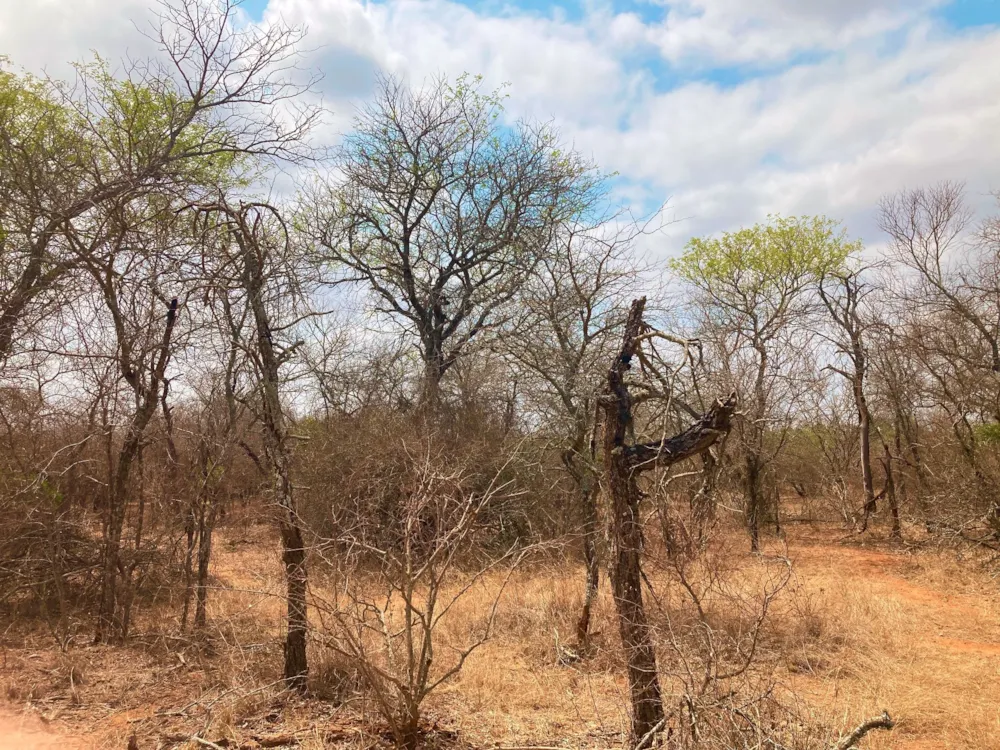 Vacant land for sale in Moditlo Nature Reserve - 1HS1639206