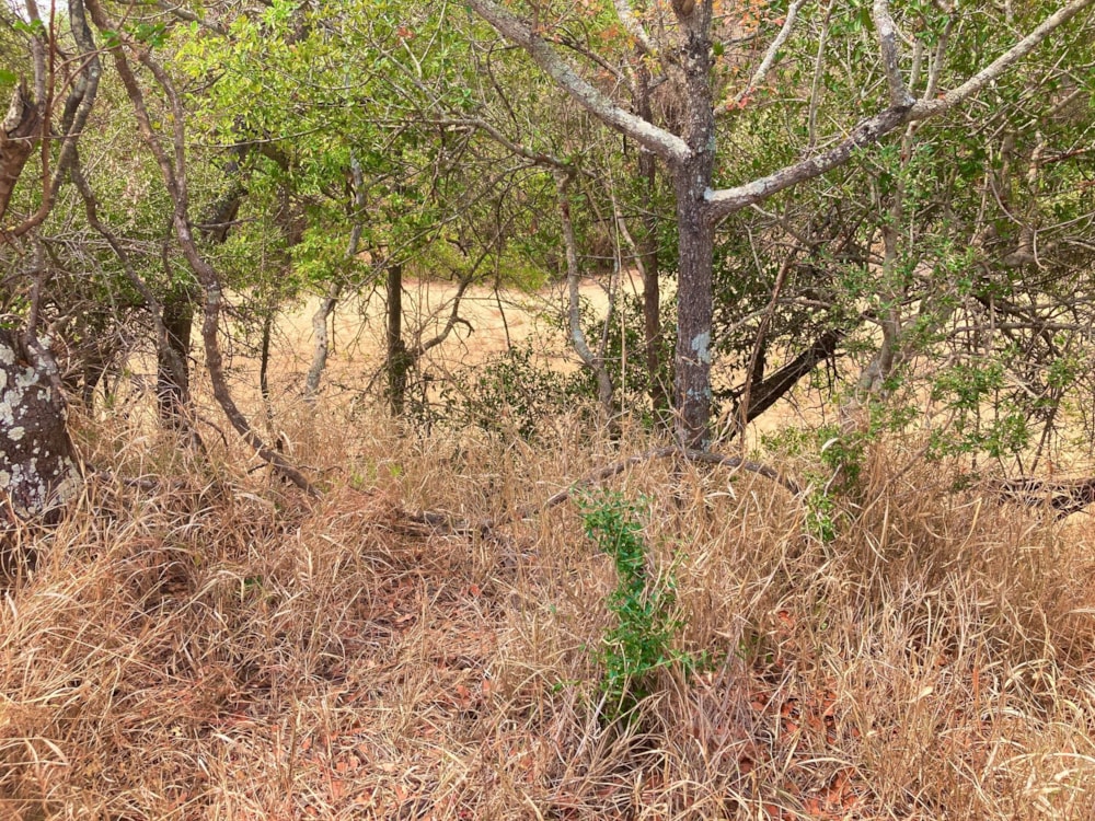 Vacant land for sale in Moditlo Nature Reserve - 1HS1639206 Vacant land for sale in Moditlo Nature Reserve - 1HS1639206