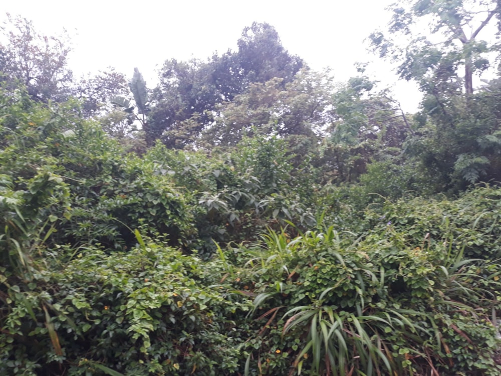 Residential vacant land for sale in Ramsgate - 1PD1589459 Residential vacant land for sale in Ramsgate - 1PD1589459