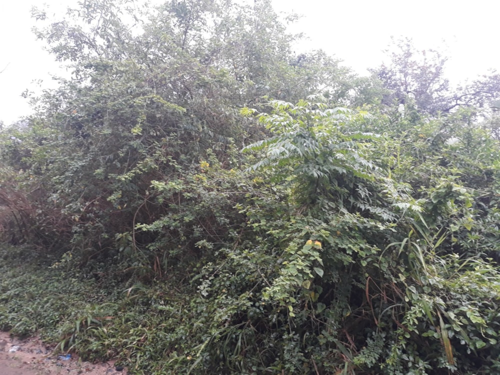 Residential vacant land for sale in Ramsgate - 1PD1589459 Residential vacant land for sale in Ramsgate - 1PD1589459