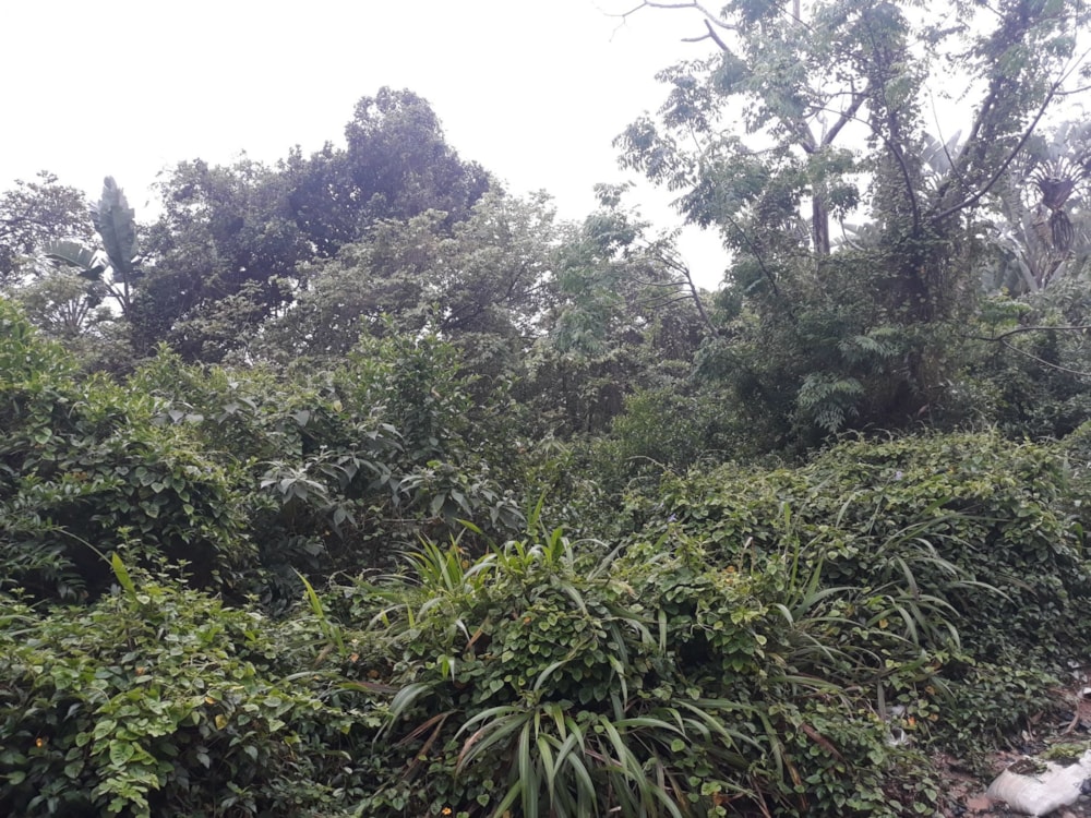 Residential vacant land for sale in Ramsgate - 1PD1589459 Residential vacant land for sale in Ramsgate - 1PD1589459