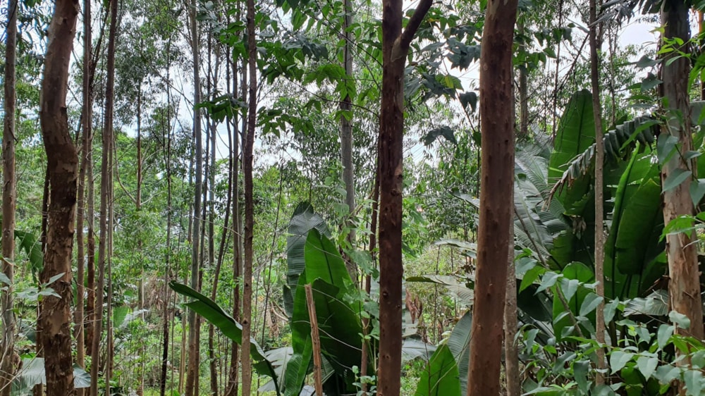 Residential vacant land for sale in Marina Beach - 1PD1589600 Residential vacant land for sale in Marina Beach - 1PD1589600