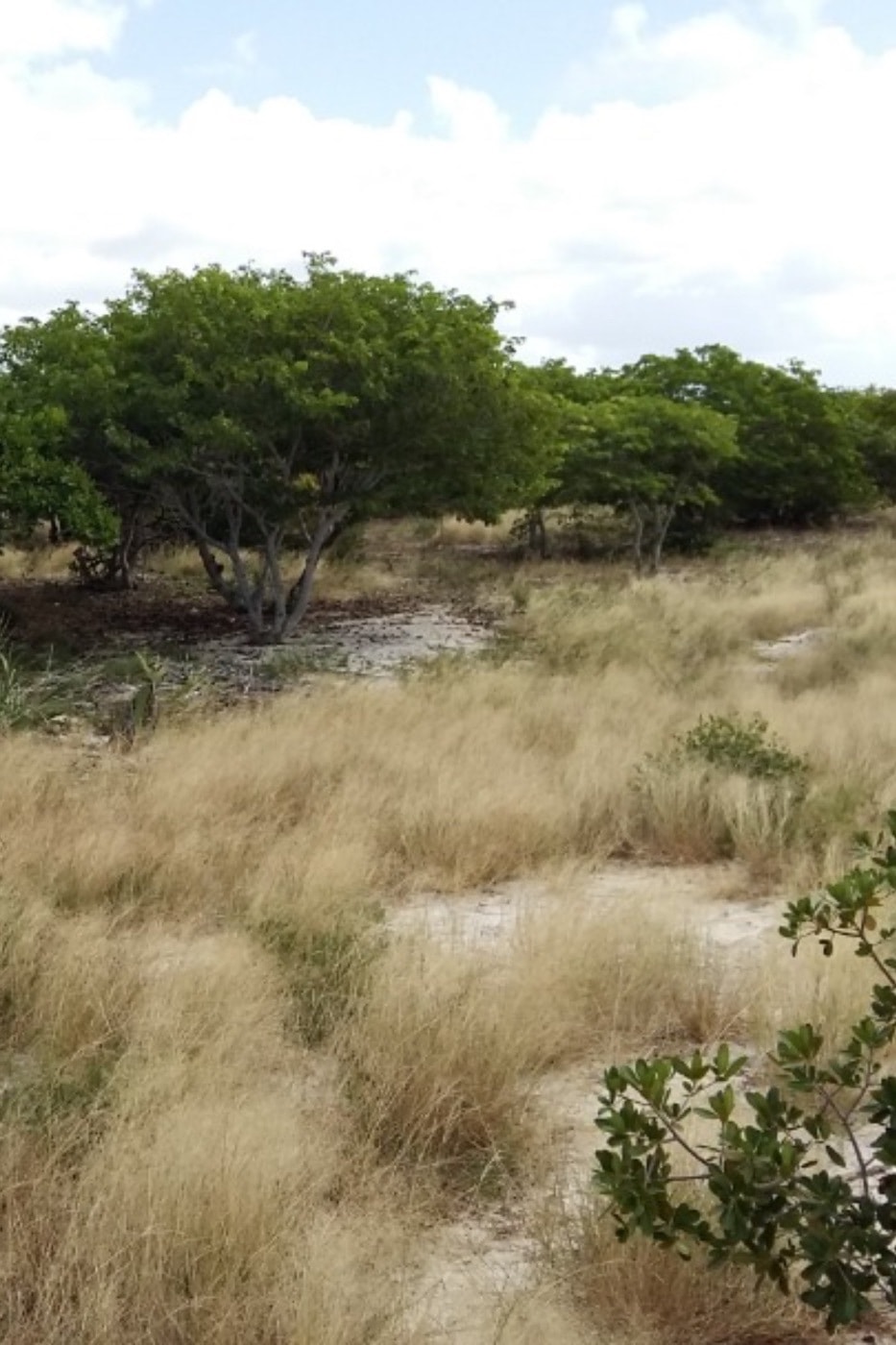 Vacant land for investment in Inhassoro, Mozambique - 3MQ1590005 Vacant land for investment in Inhassoro, Mozambique - 3MQ1590005