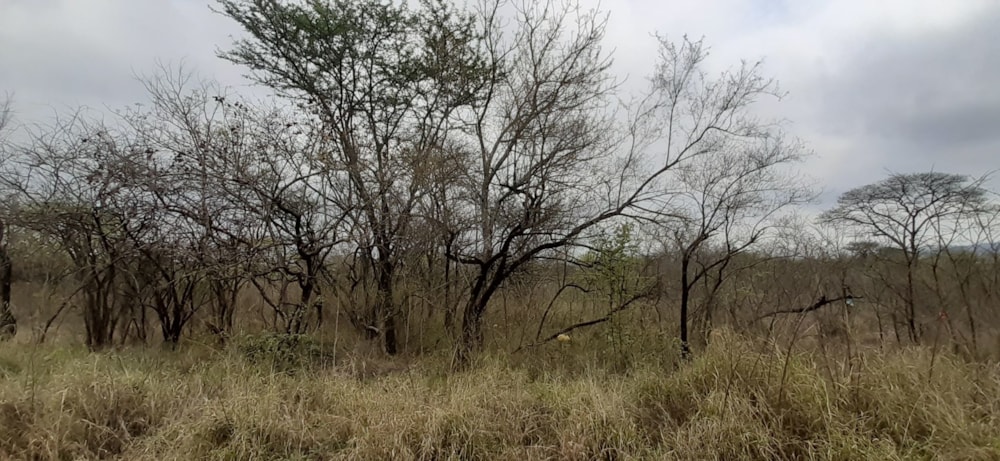 Farm vacant land for sale in Letsitele - 1TA1590951