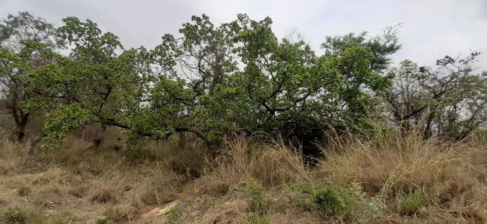 Farm vacant land for sale in Letsitele - 1TA1590951