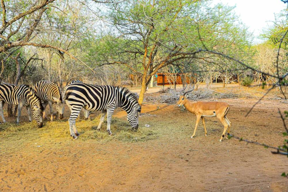 House to rent in Marloth Park - 1NK1658374 House to rent in Marloth Park - 1NK1658374