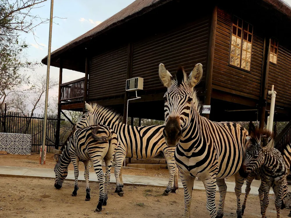 House to rent in Marloth Park - 1NK1590414 House to rent in Marloth Park - 1NK1590414