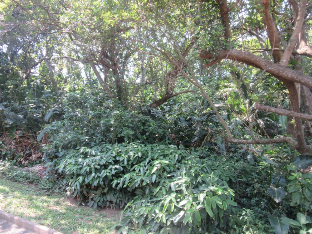 Residential vacant land for sale in Ramsgate - 1PD1591536 Residential vacant land for sale in Ramsgate - 1PD1591536