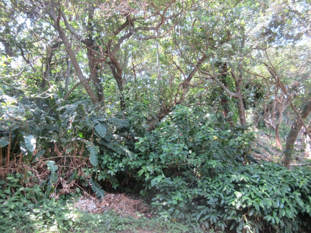 Residential vacant land for sale in Ramsgate - 1PD1591536 Residential vacant land for sale in Ramsgate - 1PD1591536