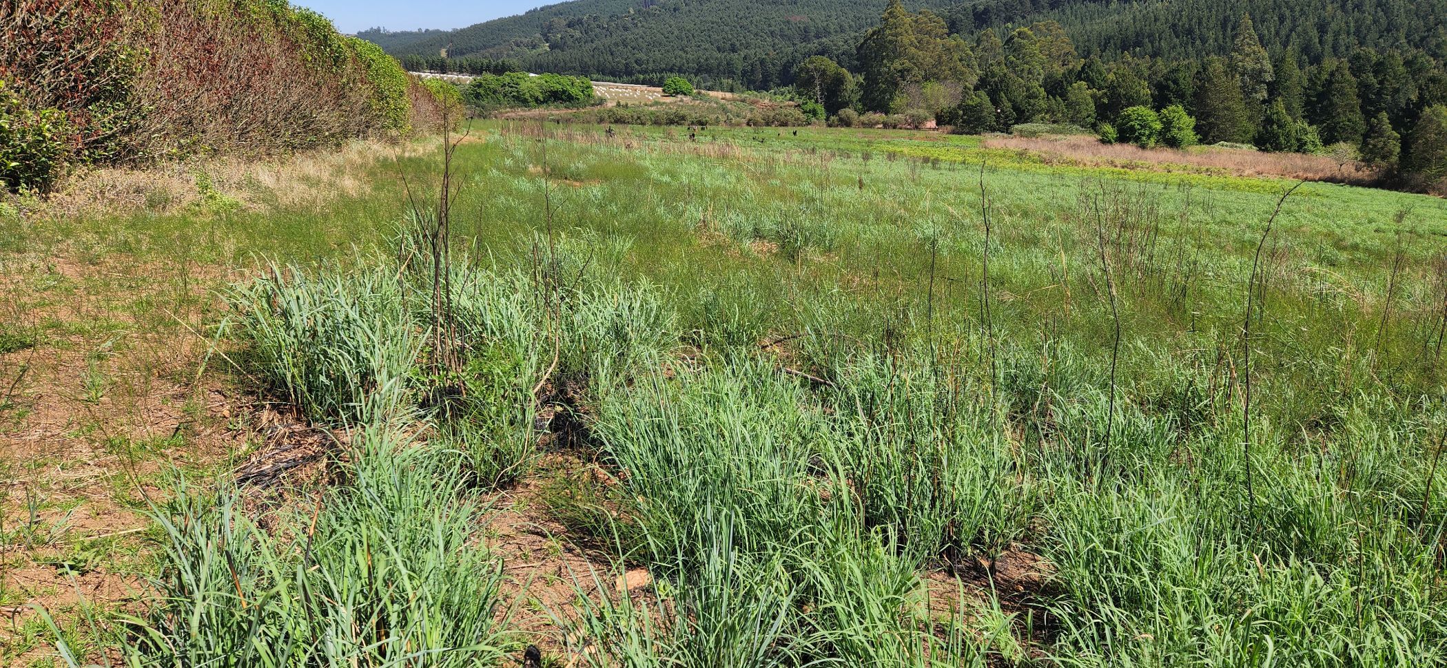 Vacant land for sale in Haenertsburg - 1TA1591752