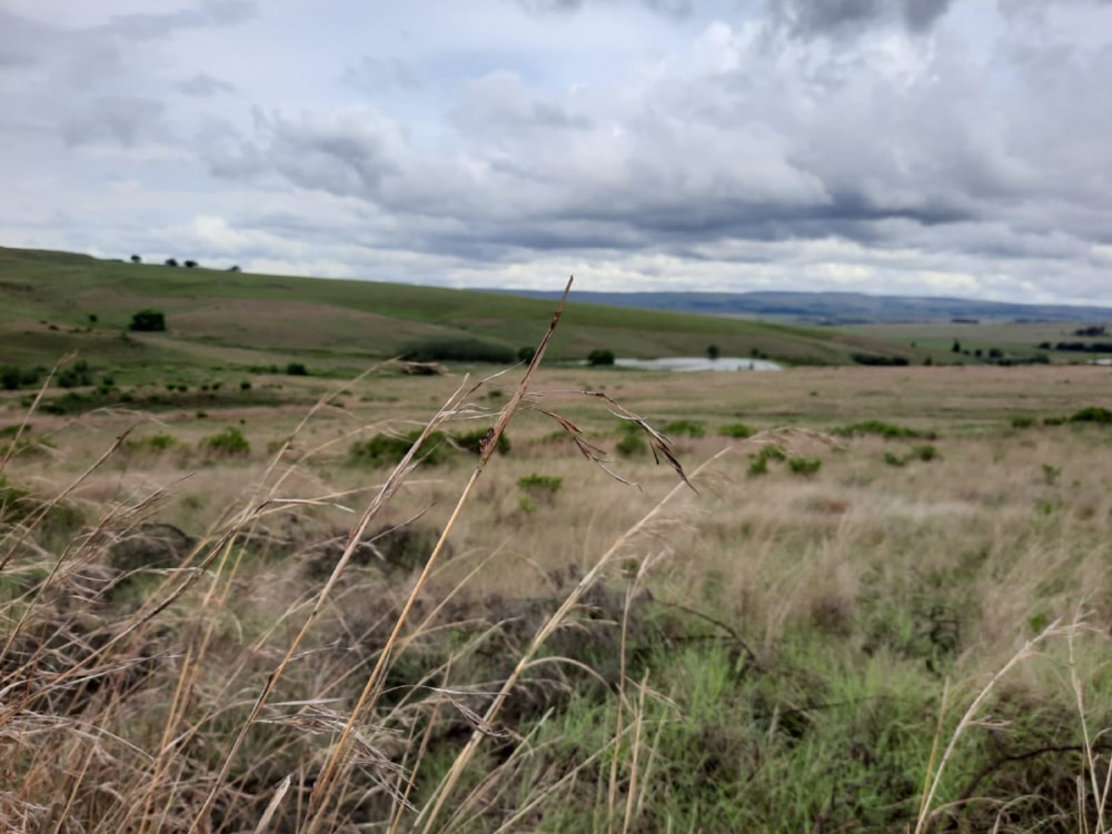 Vacant land for sale in Dullstroom - 1DS1618914 Vacant land for sale in Dullstroom - 1DS1618914