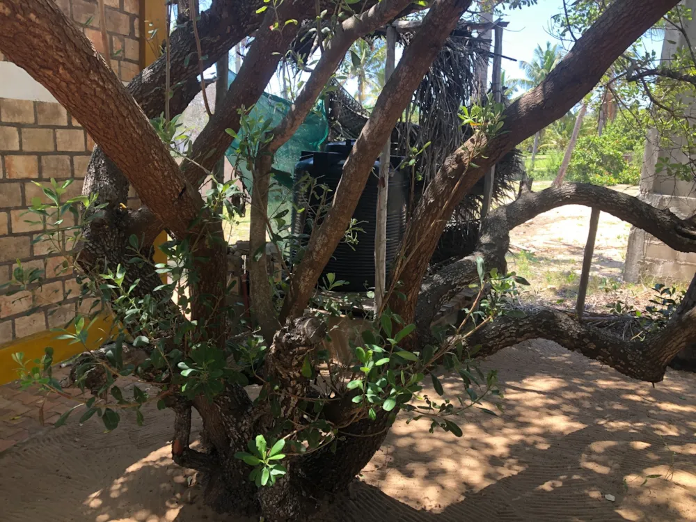 Vacant land for investment in Tofo, Mozambique - 3MQ1594175