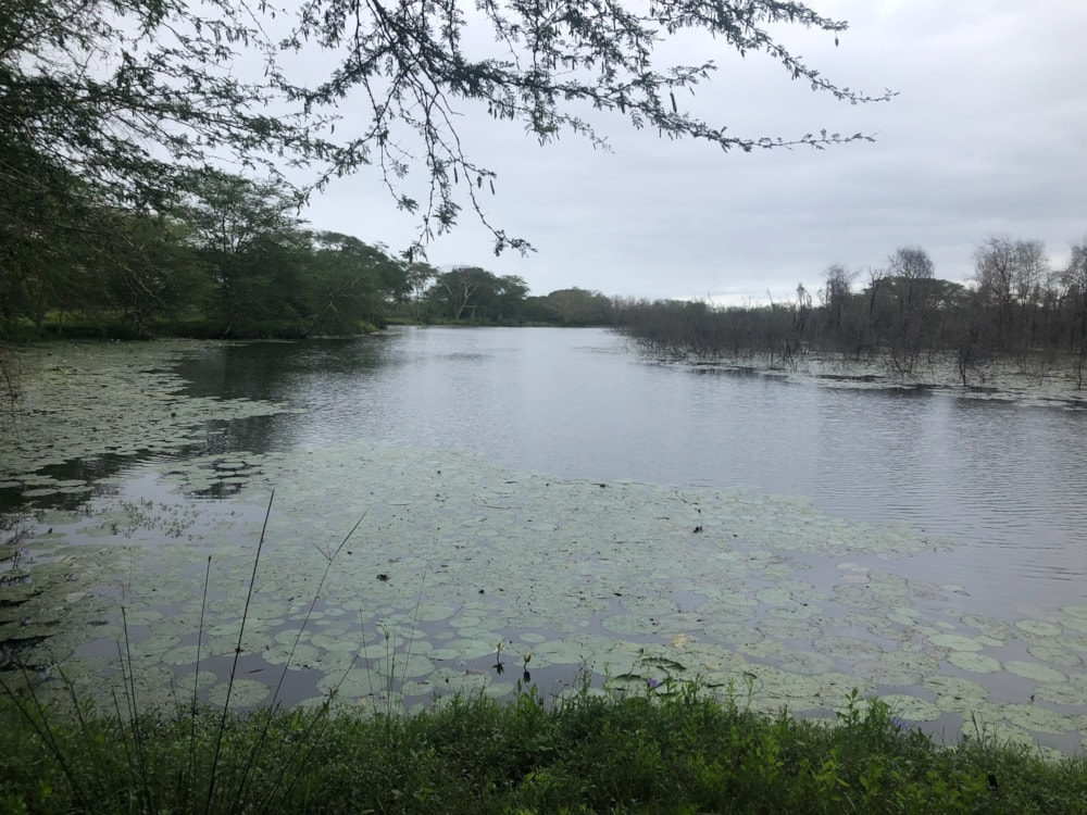 Farm vacant land for investment in Catembe, Mozambique - 3MQ1594522